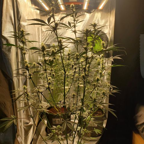Kiwi x NCH  growlog timeline photo