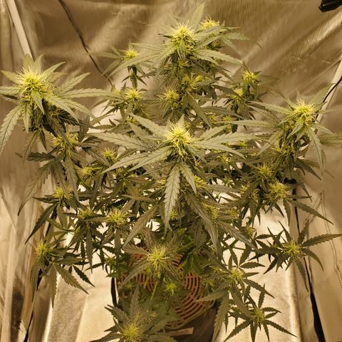 Mimosa x Orange Punch Auto  #2 growlog timeline photo