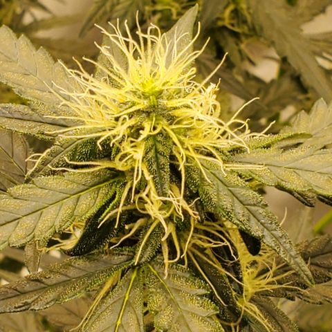 Mimosa x Orange Punch Auto  #2 growlog timeline photo