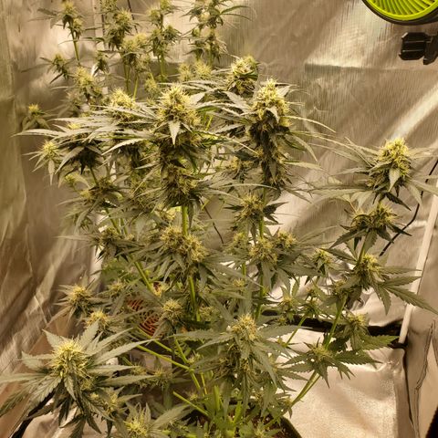 Mimosa x Orange Punch Auto  #1 growlog timeline photo