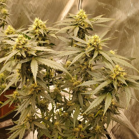 Mimosa x Orange Punch Auto  #1 growlog timeline photo