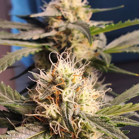 Mimosa x Orange Punch Auto  #1 growlog timeline photo