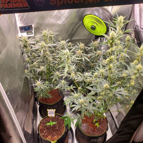 Kiwi x NCH  growlog timeline photo