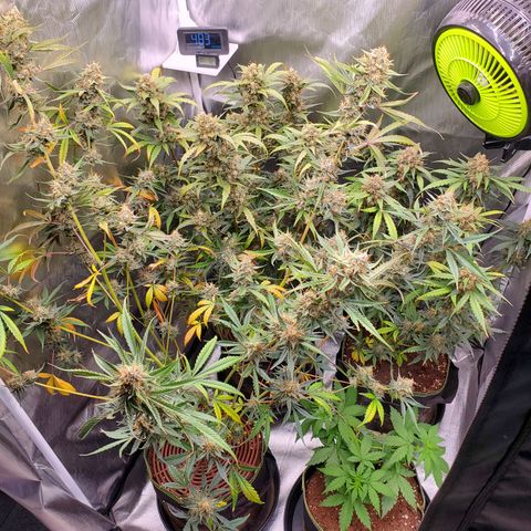 Kiwi x NCH  growlog timeline photo