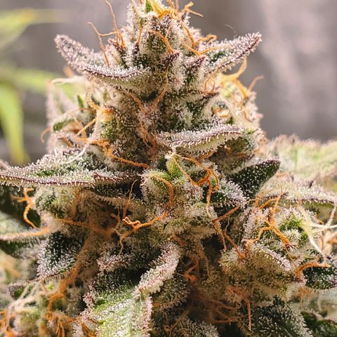 Auto Cream Mandarine  growlog timeline photo