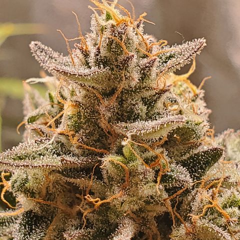 Auto Cream Mandarine  growlog timeline photo