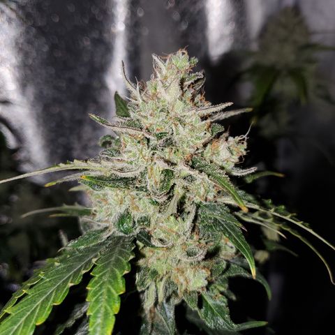 Auto Cream Mandarine  growlog timeline photo