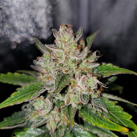 Auto Cream Mandarine  growlog timeline photo