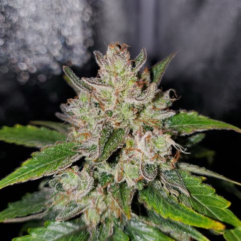 Auto Cream Mandarine  growlog timeline photo