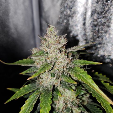 Auto Cream Mandarine  growlog timeline photo