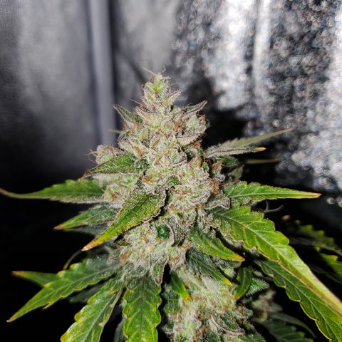 Auto Cream Mandarine  growlog timeline photo