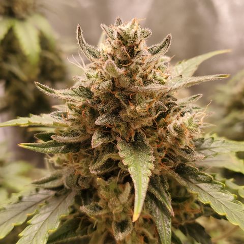 Auto Cream Mandarine  growlog timeline photo