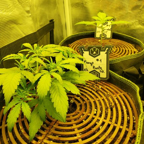 Mango Runtz  #2 growlog timeline photo