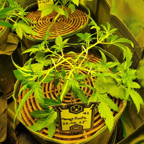 Mango Runtz  #2 growlog timeline photo