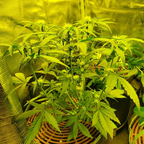 Mango Runtz  #1 growlog timeline photo