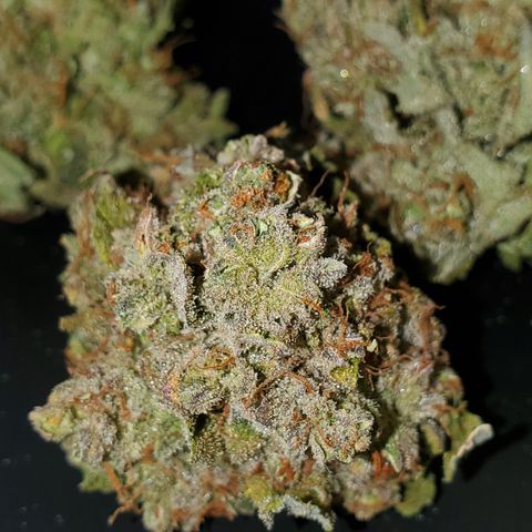 Auto Cream Mandarine  growlog timeline photo