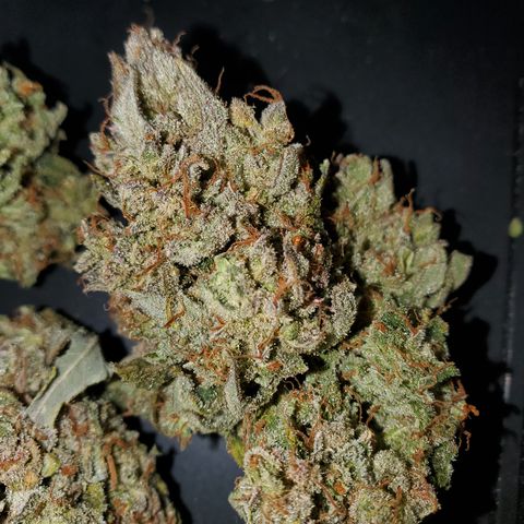 Auto Cream Mandarine  growlog timeline photo