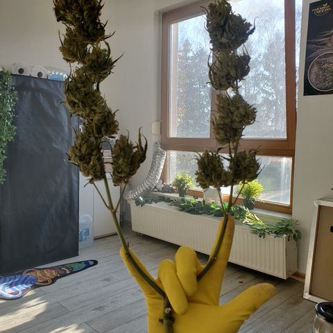 Auto Cream Mandarine  growlog timeline photo