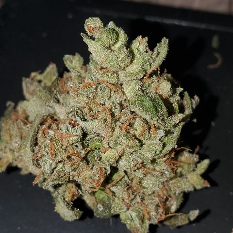 Auto Cream Mandarine  growlog timeline photo