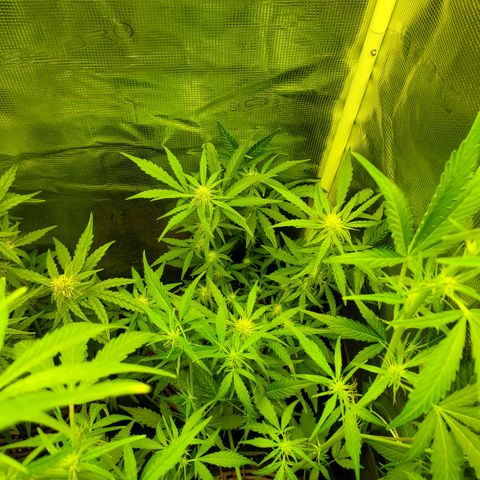 Mango Runtz  #2 growlog timeline photo