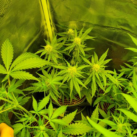 Mango Runtz  #1 growlog timeline photo