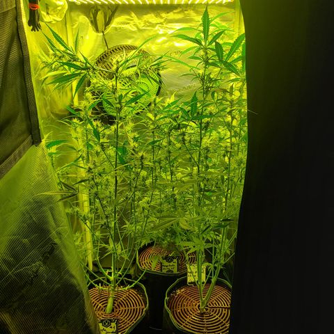 Mango Runtz  #2 growlog timeline photo