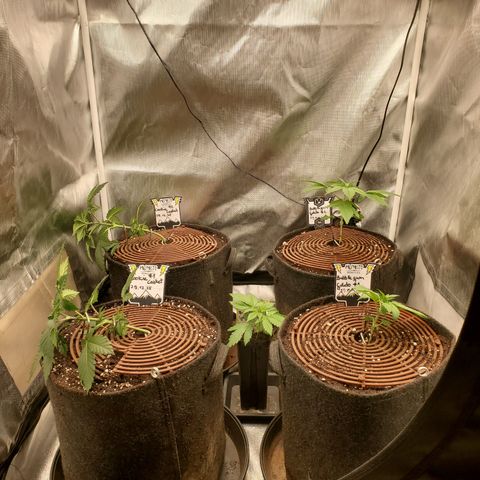 Bubblegum Gelato #3 growlog timeline photo