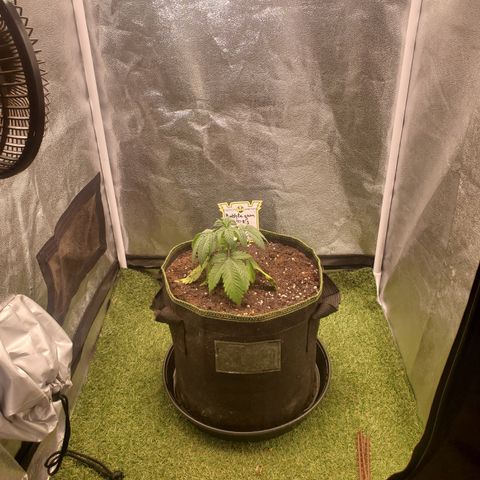 Bubblegum Gelato #3 growlog timeline photo