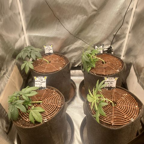 Cookie Casket  #2 growlog timeline photo