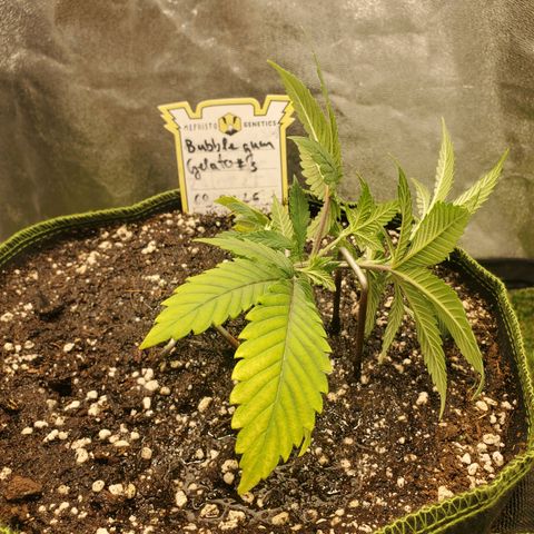 Bubblegum Gelato #3 growlog timeline photo