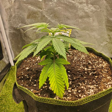 Bubblegum Gelato #3 growlog timeline photo