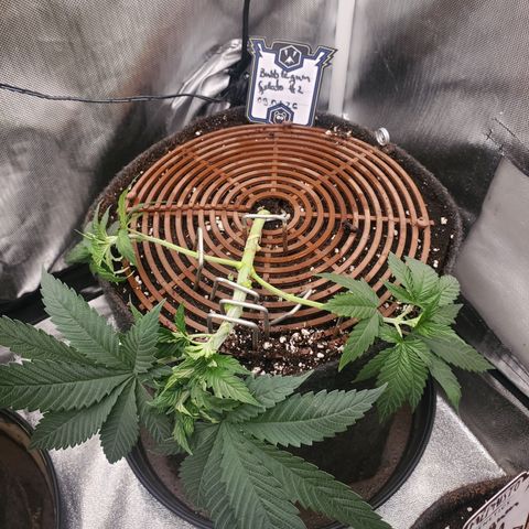 Cookie Casket  #2 growlog timeline photo