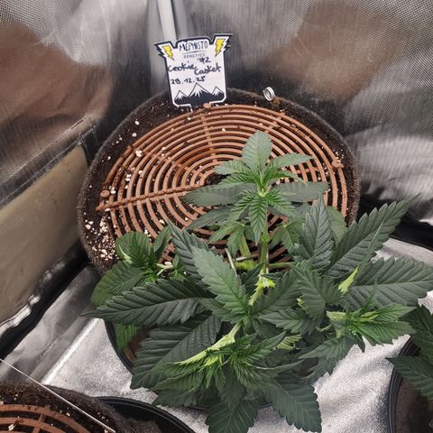 Cookie Casket  #2 growlog timeline photo