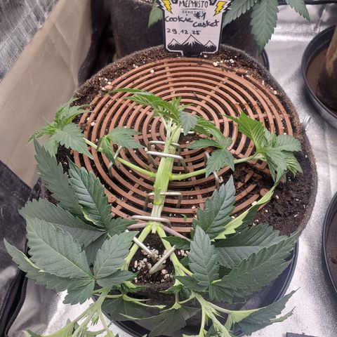 Cookie Casket  #2 growlog timeline photo