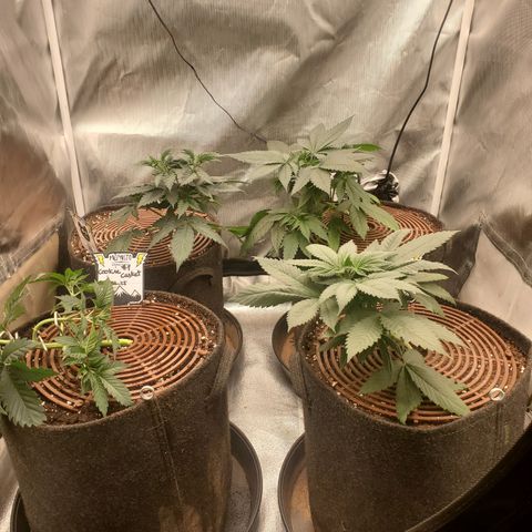 Cookie Casket  #2 growlog timeline photo