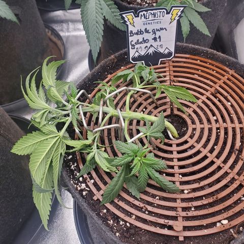 Cookie Casket  #2 growlog timeline photo