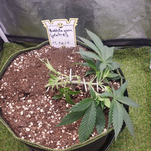 Bubblegum Gelato #3 growlog timeline photo