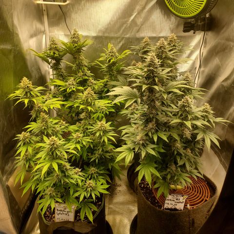 Bubblegum Gelato #3 growlog timeline photo