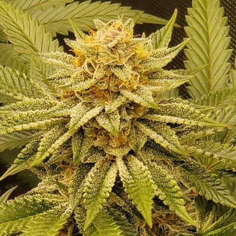 Bubblegum Gelato #3 growlog timeline photo