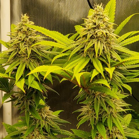 Bubblegum Gelato #3 growlog timeline photo