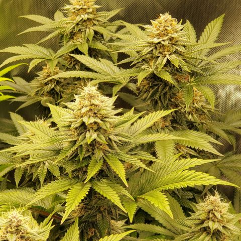 Bubblegum Gelato #3 growlog timeline photo