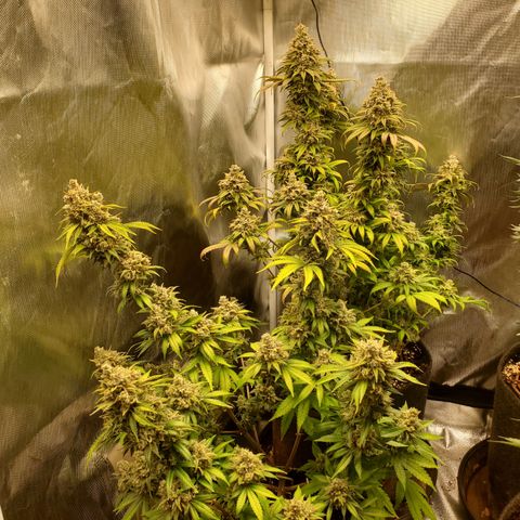 Bubblegum Gelato #3 growlog photo: Woche 10 Blüte 