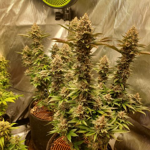 Bubblegum Gelato #3 growlog photo: Woche 10 Blüte 
