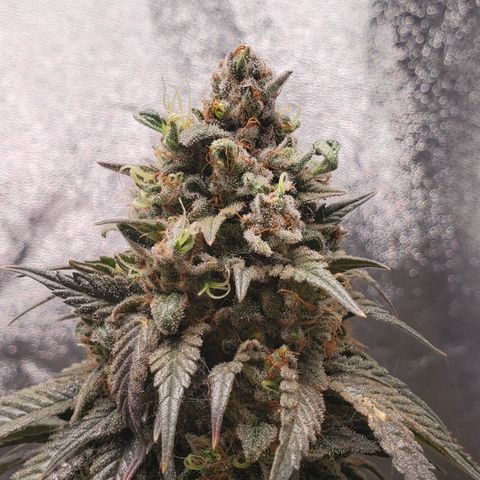 Bubblegum Gelato  #1 growlog timeline photo