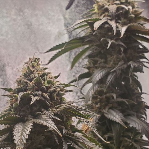 Bubblegum Gelato  #1 growlog timeline photo
