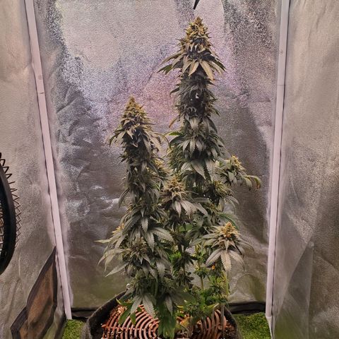 Bubblegum Gelato  #1 growlog timeline photo