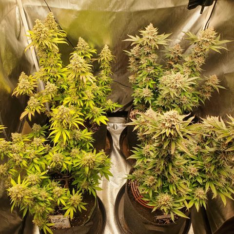 Bubblegum Gelato #3 growlog timeline photo