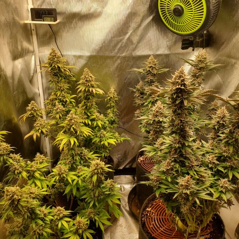 Bubblegum Gelato #3 growlog timeline photo
