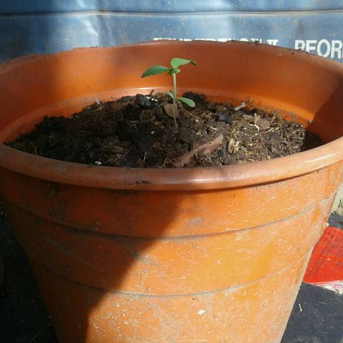 Cranker growlog timeline photo