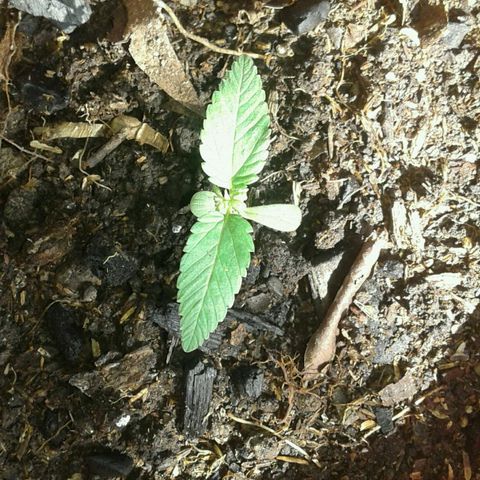 Cranker growlog timeline photo